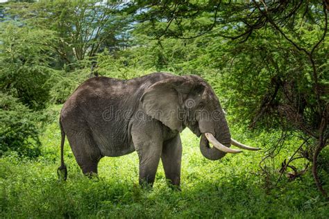 Clsoe Up Of African Bush Elephants Walking On The Road In Wildlife