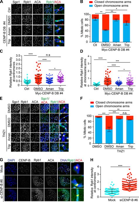 Induced Cohesion On Chromosome Arms Depends On Transcription A