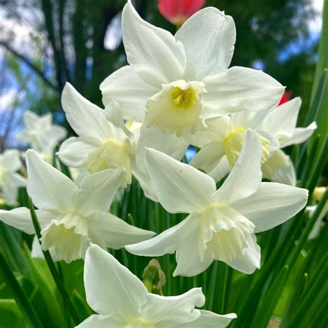 White Narcissus Flower Essence – Bane Folk