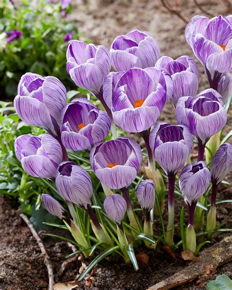 Krokus Crocus Tiger Shark Bild Kaufen