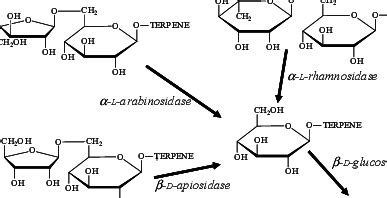 Hydrolysis of disaccharide glycosides by sequential action of an ...