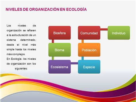 Mapa Mental Niveles De Organizacion Ecologica By Jose Manuel Moyetones