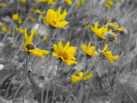 Balsamorhiza Sagittata Arrowleaf Balsamroot Leah Grunzke Flickr