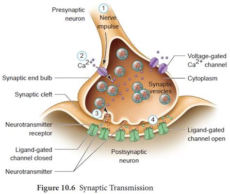 Neuron As A Structural And Functional Unit Of Neural System