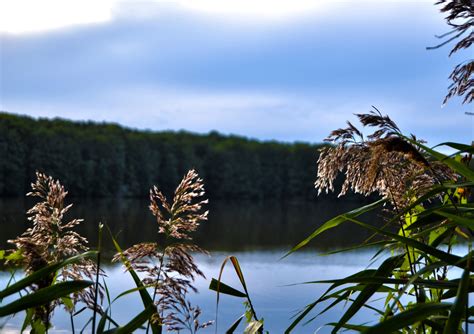 Free Images Landscape Sea Coast Tree Water Nature Grass Branch