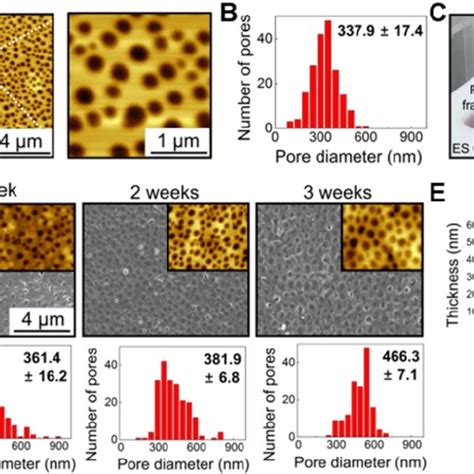 Characterization Of Nano Thin And Nano Porous Plga Membranes Incubated Download Scientific