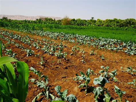 Morocco Farming Pictures | Download Free Images on Unsplash