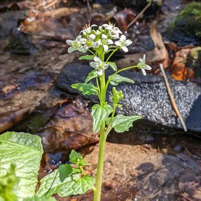 Growing Wasabi | Wasabi Plant Care | Real Wasabi – Real Wasabi, USA