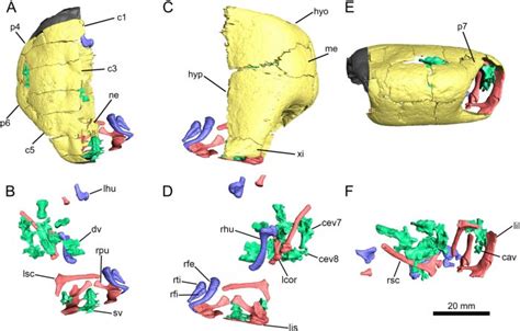 First Discovery Of A 127 Million Year Old Side Necked Turtle Fossil In