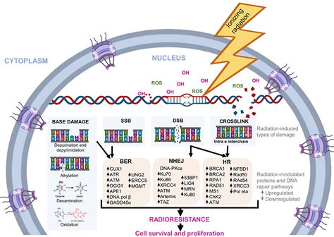 Dna Damage And Repair