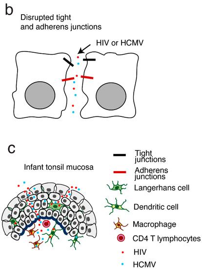 Biomedicines Free Full Text Molecular Pathogenesis Of Human