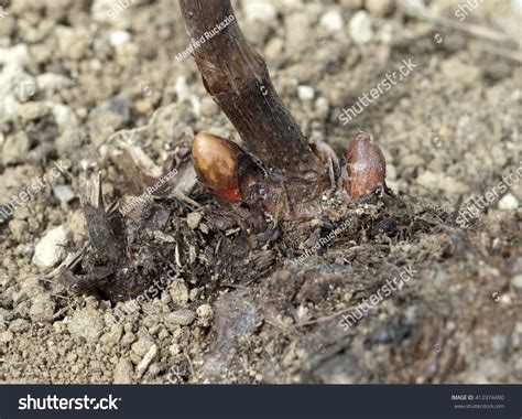 Japanese Knotweed Fallopia Japonica Seedling Foto Stock Editar Agora