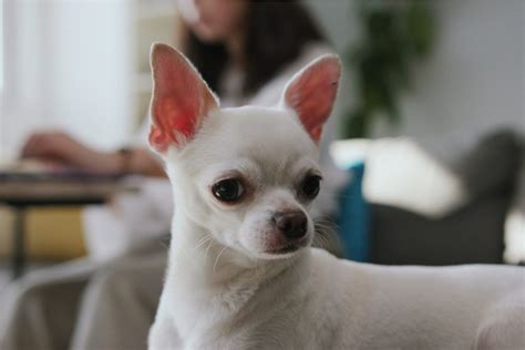 White Chihuahua: An Angel Among All Chihuahuas