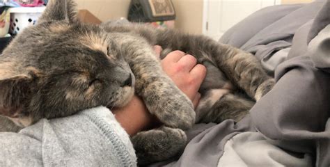 The queen of snuggles : r/CuddlyKitties