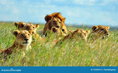 A Pride Of Lions In Serengeti National Park Stock Image Image Of