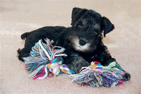 File:Miniature Schnauzer Toy.jpg - Wikipedia