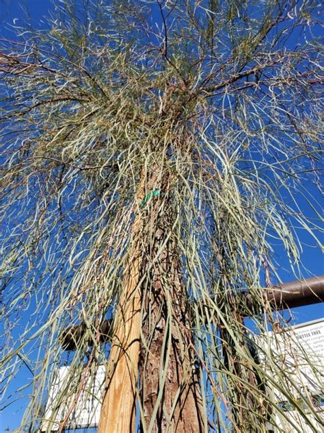 Shoestring Acacia Acacia Stenophylla Treeland Nurseries