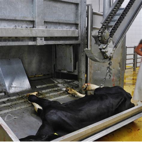 Professional Cattle Slaughterhouse Equipment Cow Slaughtering Halal