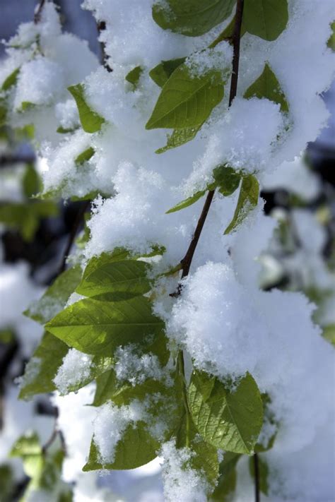 Free Images Nature Branch Blossom Cold Winter Plant Leaf