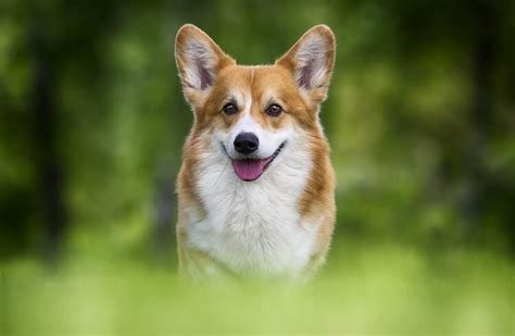 Corgi Names: 500+ Cute, Royal & Funny Names | My Pet's Name