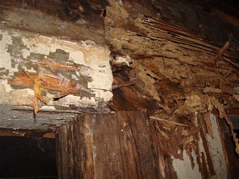 1800's House Renovations: Termite Damage