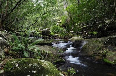 Plate Forest Woodlands As Water Catchment Areas And Biodiversity