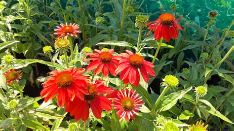 Echinacea X Hybrida Artisan Red Ombre Puriri Lane Addenbrooke