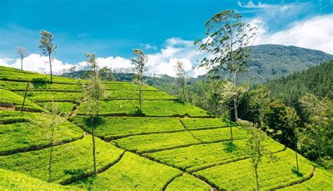 Kandy To Nuwara Eliya By Train Tailor Made Tours Luxury Holidays