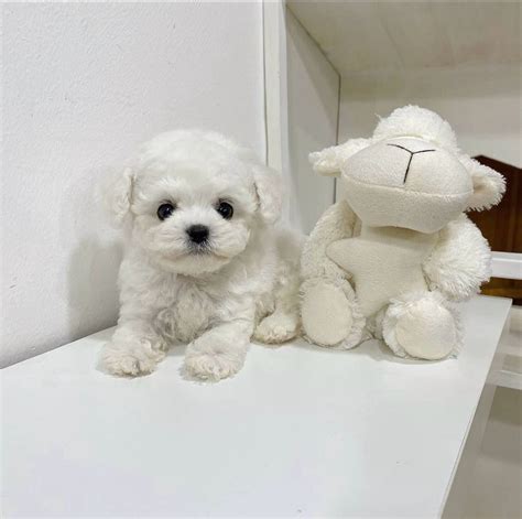 Bichon Maltez Mini Toy Cu Pedigree Bucuresti Sectorul Olx Ro