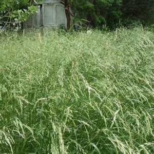 Gewöhnliche Quecke Elymus repens