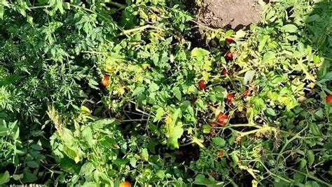 Урожайный помидор Рио Гранде. Лучший сорт помидор для открытого грунта ...