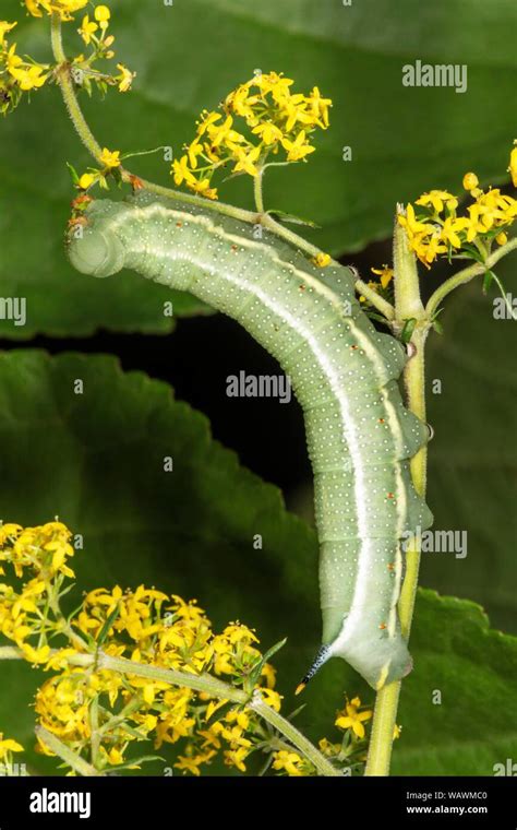 Hummingbird hawk moth caterpillar hi-res stock photography and images - Alamy