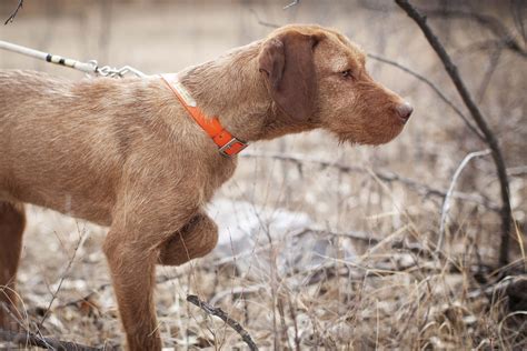 Hungarian Wirehaired Vizslas — North Country Sporting Dogs