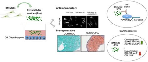 Mesenchymal Stromal Stem Cell Derived Extracellular Vesicles Promote Human Cartilage