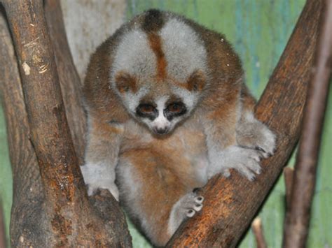 Nycticebus Bengalensis Northern Slow Loris In Beijing Zoo