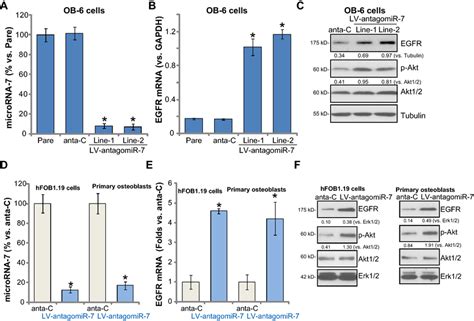 MiR 7 Inhibition Enhances EGFR Expression And Akt Activation In Human