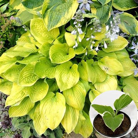 Купить Хоста August Moon 0,5 л, цена 74.99 ₴ — Prom.ua (ID#1179453871)