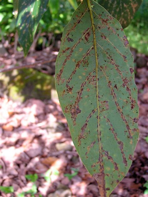 Avocado Diseases And Pests Description Uses Propagation