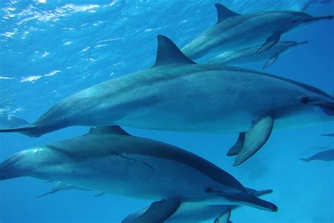 Tripadvisor Satayeh Reef Zwemmen Met Dolfijnen En Snorkelen Op Zee