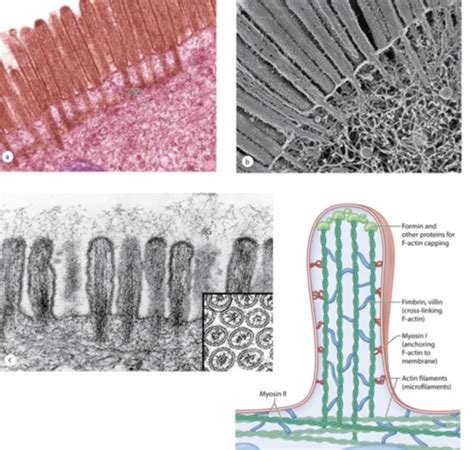 Epithelial And Muscle Tissue Flashcards Quizlet