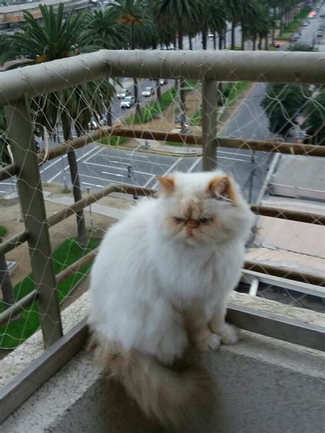 Gato persa himalayo en la terraza | Gato persa, Gatos, Gatos bonitos