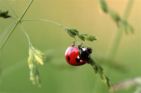 Wallpaper Alam Rumput Cabang Serangga Hijau Kumbang Kumbang Kecil Flora Fauna