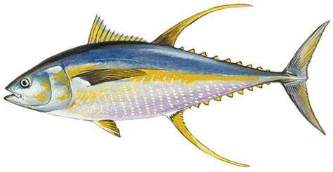 Yellowfin Tuna Fishing Guide | How to Catch a Yellowfin Tuna