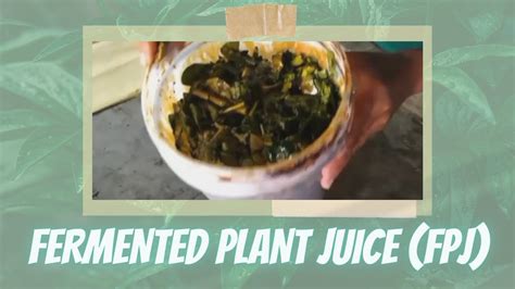 Concoction Ang Paggawa Ng Fermented Plant Juice Fpj Youtube