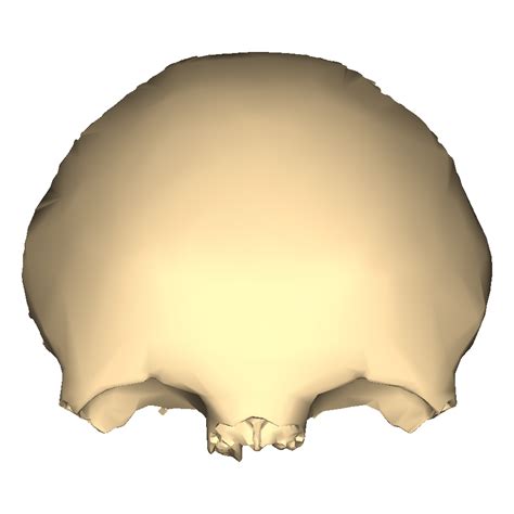 File:Frontal bone close-up anterior.png - Wikimedia Commons