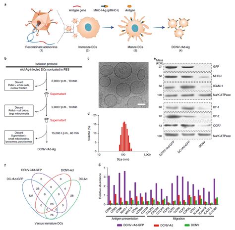 Nature子刊：厦门大学刘刚团队开发新型纳米囊泡疫苗平台，可介导超强抗肿瘤免疫活性 2022（第六届）细胞外囊泡基础与临床转化研究高峰论坛