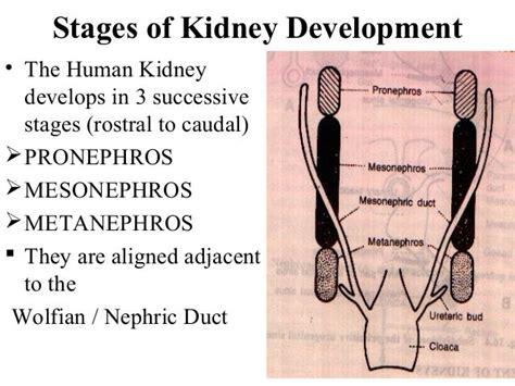 development  kidney