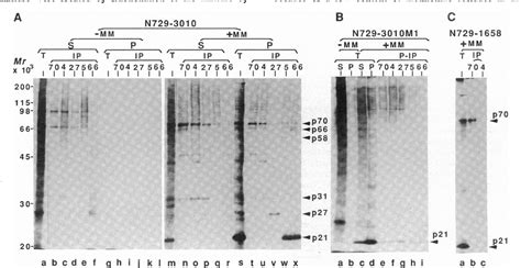 Figure 1 From Proteolytic Processing And Membrane Association Of