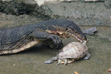 Malayan Water Monitor Caught A Red Eared Slider Bird Ecology Study Group