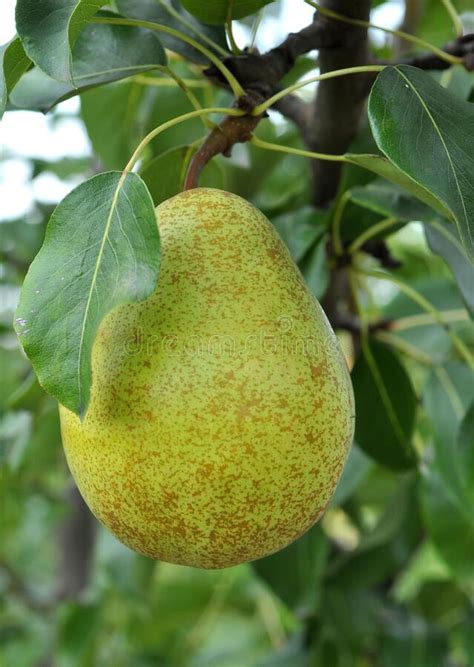 Pears Ripen On The Tree Branch Stock Photo Image Of Bunch Agronomy